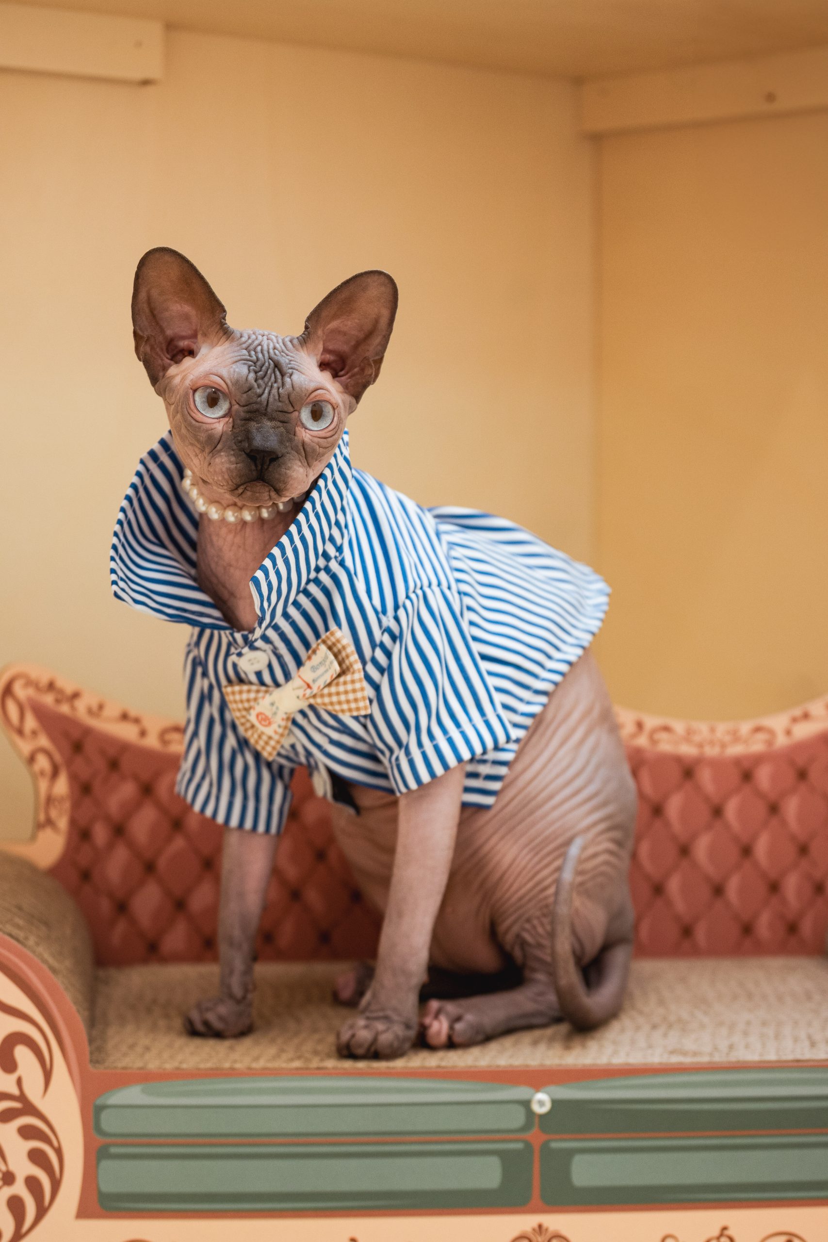 Котка в хотел за котки Mr. & Mrs. Pet, България