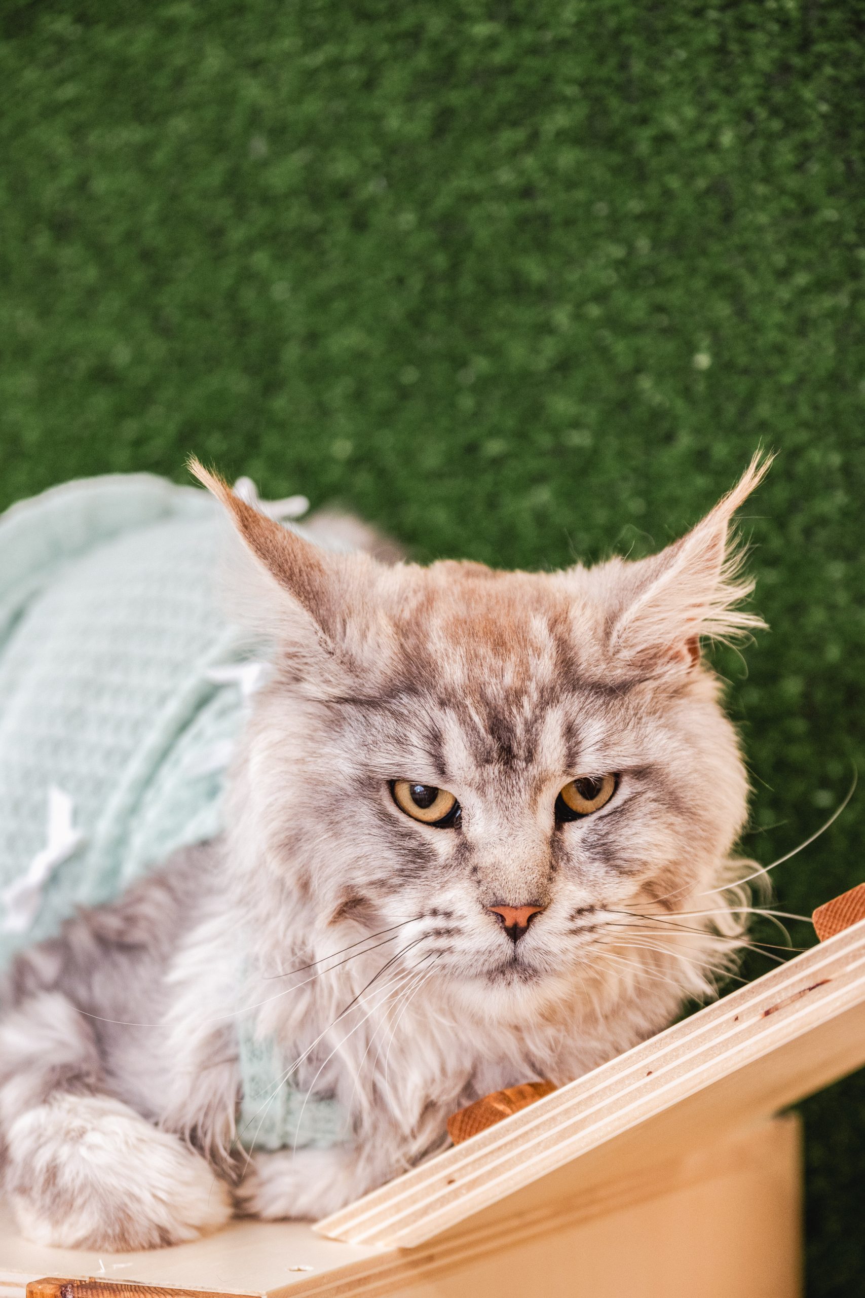 Хотел за котки Mr. & Mrs. Pet, София – стая дебнеща котка