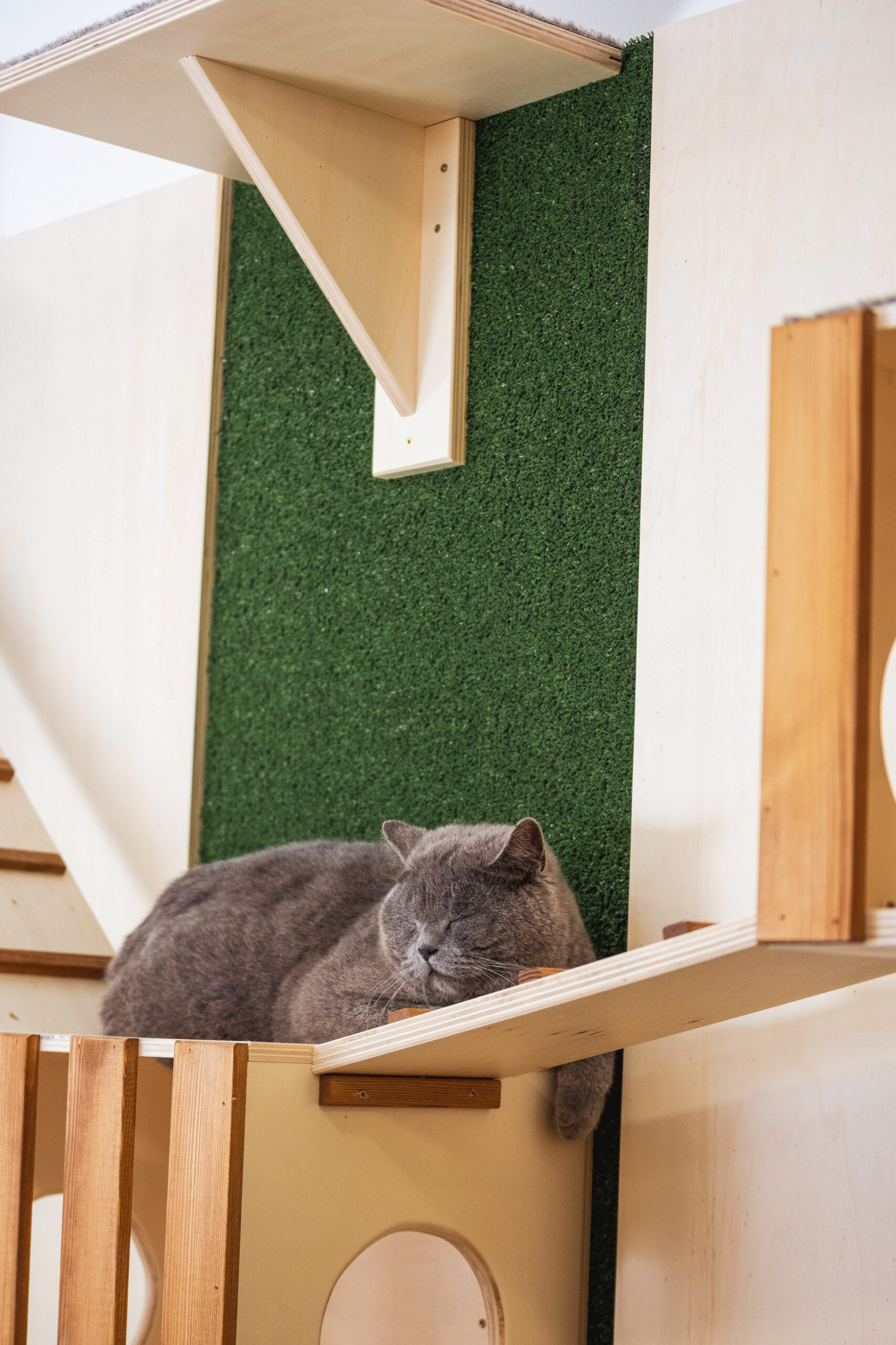 котка на рафт в хотел за котки София - обогатена среда