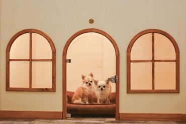 Хотел за кучета Mr. & Mrs. Pet, София – стая за куче